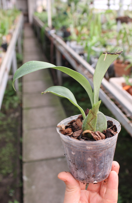 Rossioglossum 'Rawdon Jester'.jpg