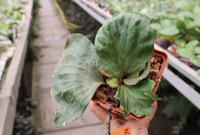 Platycerium elephantotis.jpg