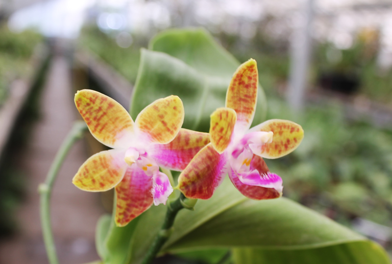 Phalaenopsis KS Happy Eagle x mariae.jpg