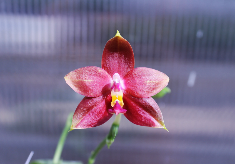 Phalaenopsis amboinensis yellow x violacea indigo.jpg