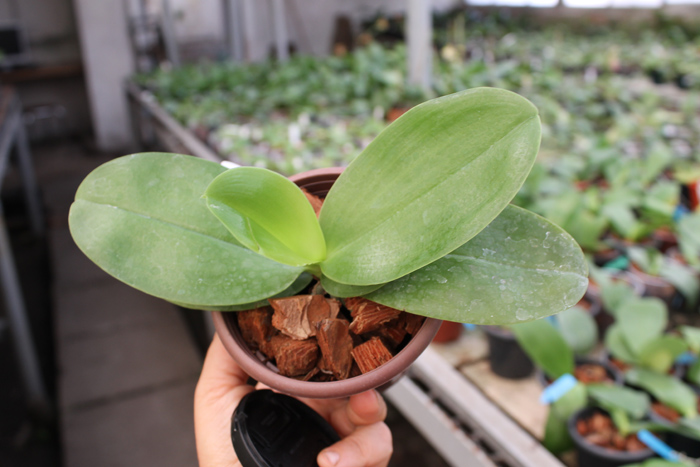 Phalaenopsis I-Hsin George - bellina x Dragon Tree Eagle.jpg