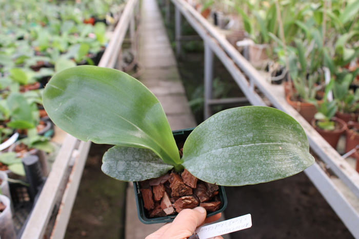 Phalaenopsis Ambotrana x Kung's Red Cherry.jpg