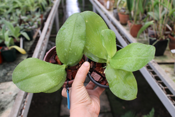 Phalaenopsis Ld's Bear King 'Yellow King' x Dragon Tree Eagle.jpg