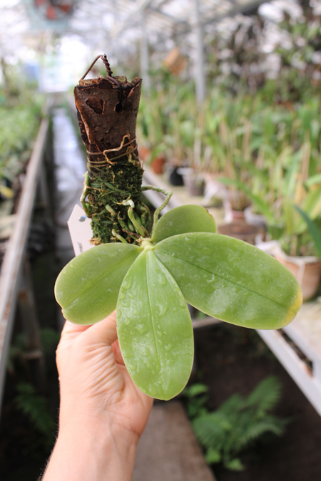 Phalaenopsis violacea 'Borneo'.jpg
