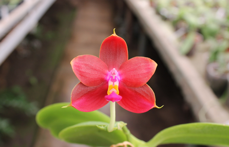 Phalaenopsis Ld's Bear King 'RK-3'.jpg
