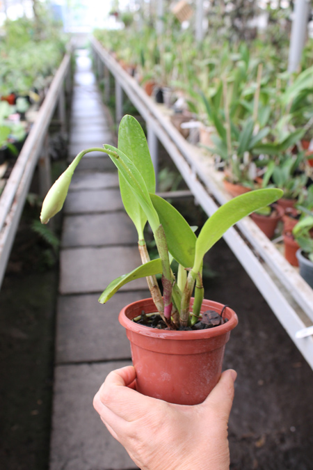 Laeliocattleya Hwa Yuan Angel 'Little Beauty'.jpg