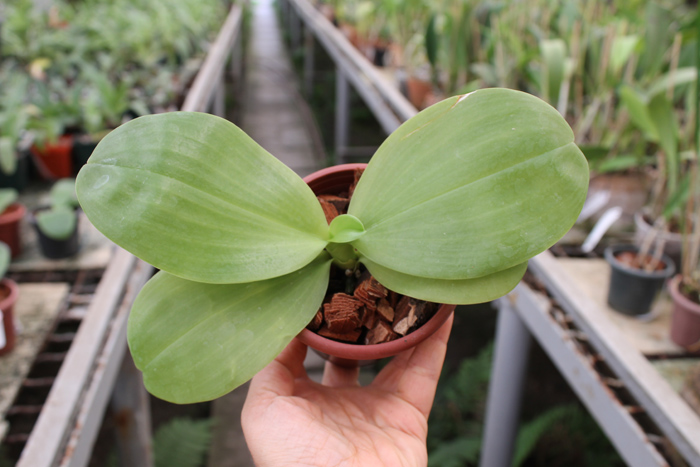 Phalaenopsis Zheng Min Muscadine x (Ld's Bear Queen x DTE).jpg