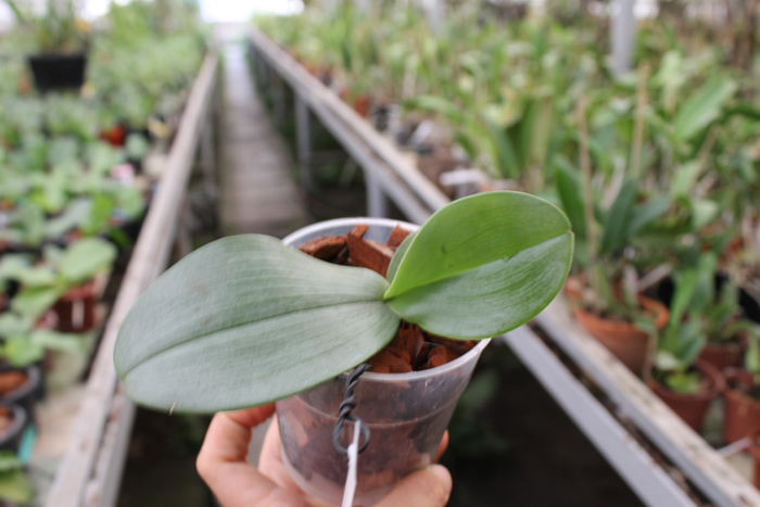 Phalaenopsis Jong's Gigan Cherry 'Prince' x gigantea.jpg