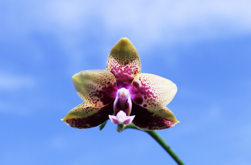 Phalaenopsis Hawaii Dragon Girl x Lioulin Goldfinch.jpg
