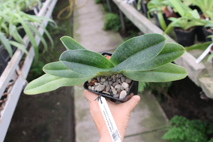 Paphiopedilum Shun-Fa Golden (hangianum x malipoense).jpg