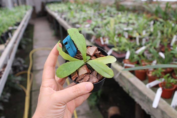 Aerangis kotschyana.jpg