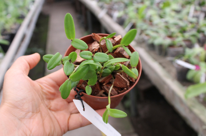 Dendrobium quadrangulare.jpg