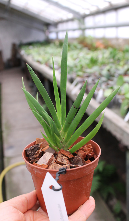 Podangis dactyloceras.jpg