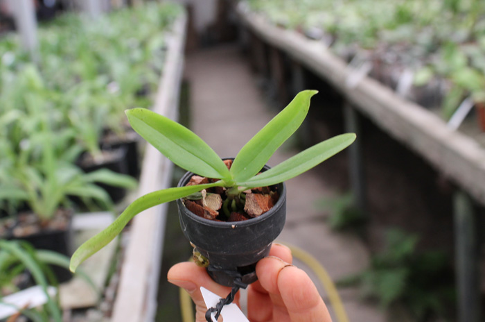 Tuberolabium kotoense.jpg