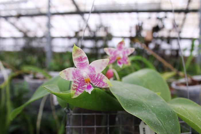 Phalaenopsis Ld's Bear King x violacea indigo.jpg
