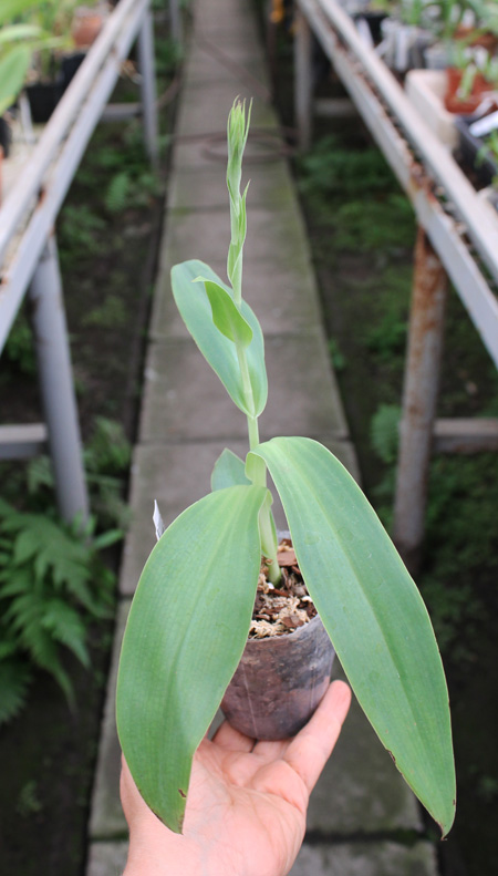 Habenaria medusa.jpg