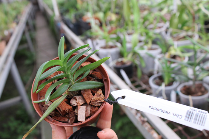 Christensonia vietnamica.jpg