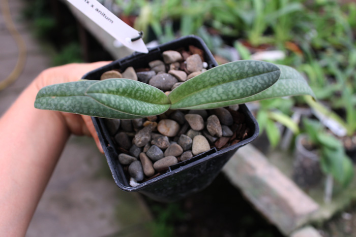 Paphiopedilum Hsinying Antrix (S Gratrix x anitum).jpg