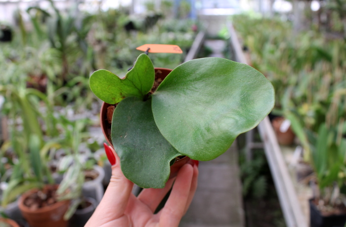 Platycerium hillii.JPG