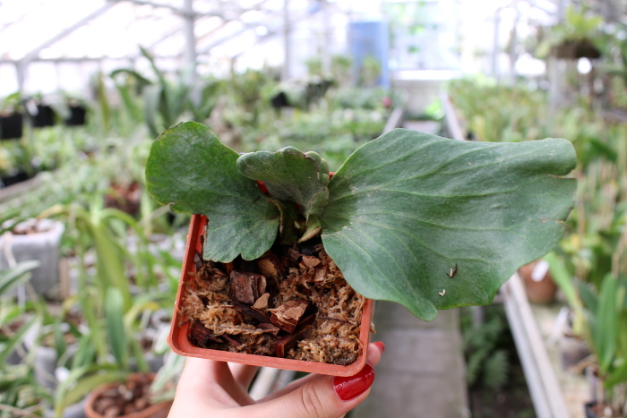 Platycerium elephantotis.JPG