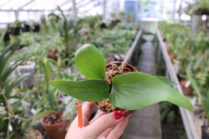 Platycerium bifurcatum.JPG