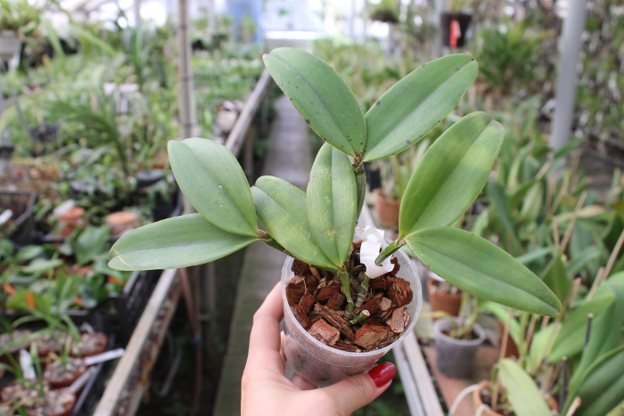Cattleya schilleriana x Cattleya aclandiae.JPG