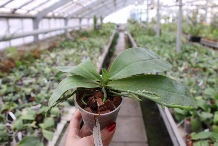 Phalaenopsis ((Hos Kungfong Glory x (violacea -rofino) x Tsays (violacea -rofino) x Tsays Evergreen ) x Dragon Tree Eagle) x tetraspis c-1.JPG