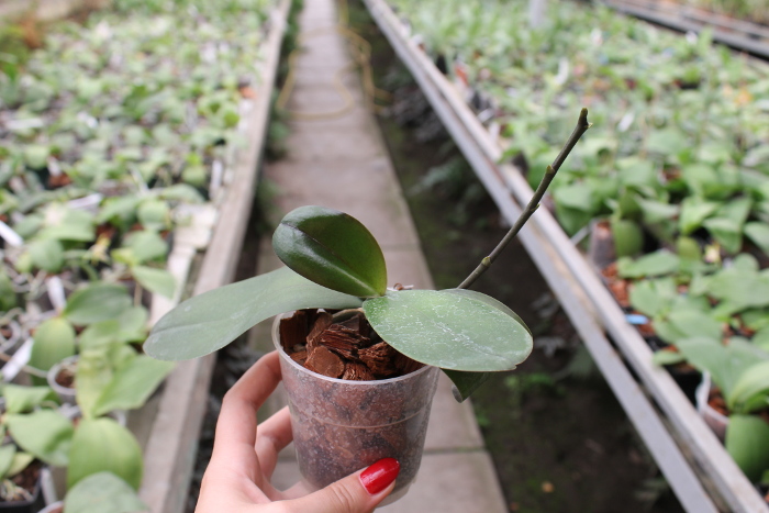 Phalaenopsis KS Golden Buddha.JPG