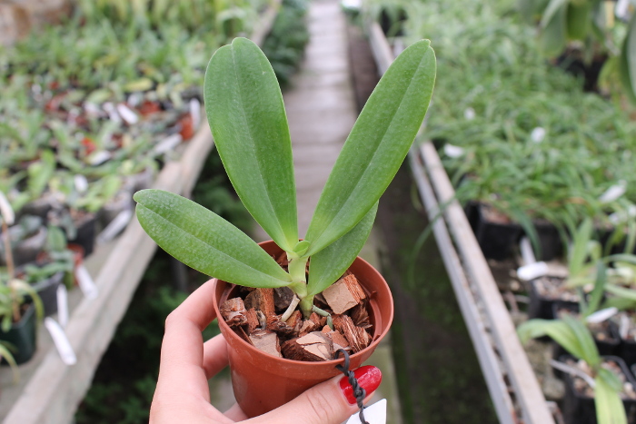 Aerangis articulata.JPG