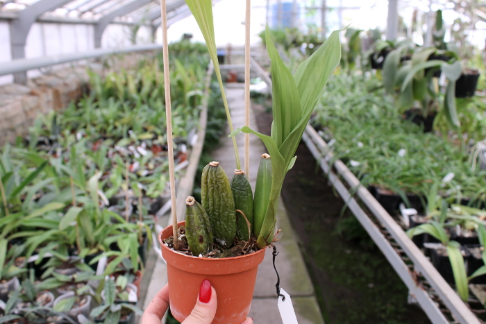 Angulocaste Red Jewel.JPG