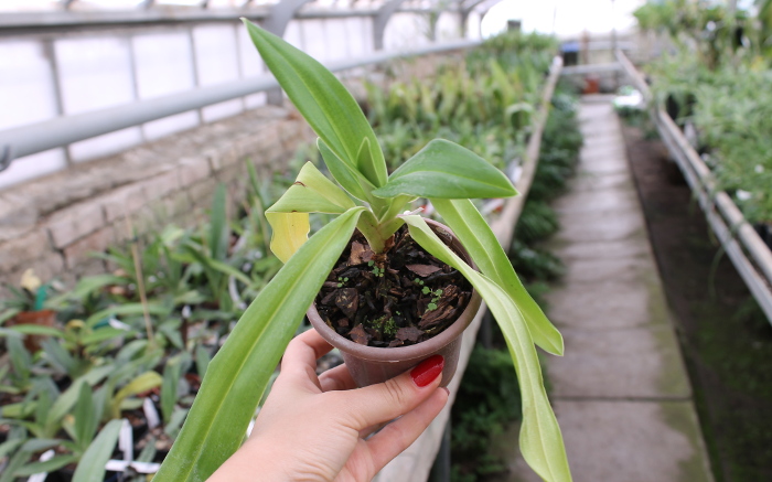 Phragmipedium Fritz Schomburg (besseae x kovachii).JPG
