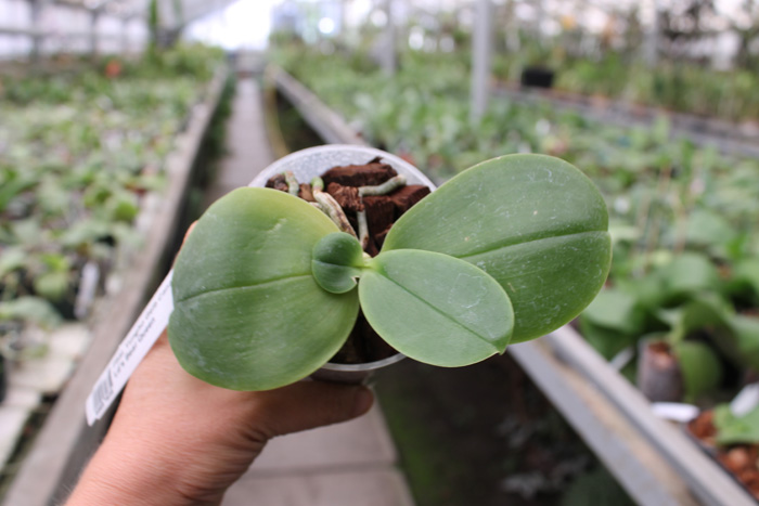 Phalaenopsis Yungho Gelb Canary x Ld's Bear Queen.jpg