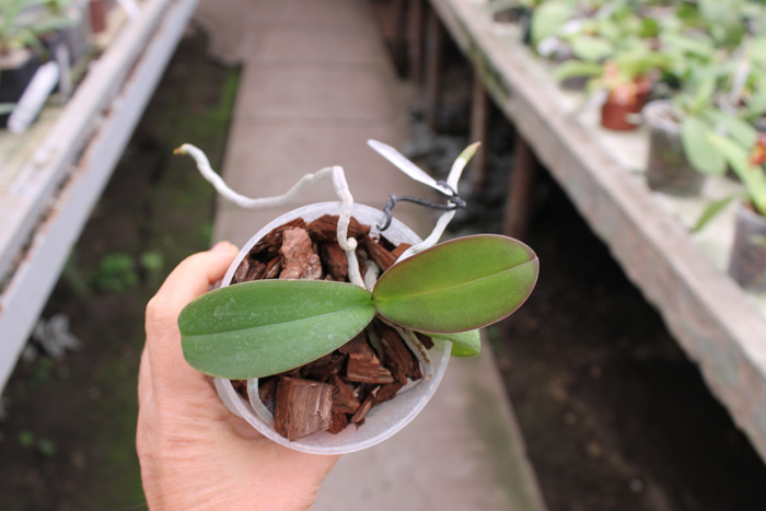 Phalaenopsis Jennifer Palermo x Dragon Tree Eagle 'DT-168'.jpg