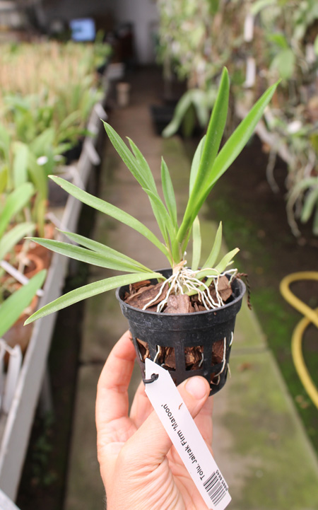 Tolumnia Jairak Firm 'Maroon'.jpg