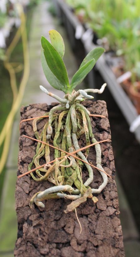 Phalaenopsis wilsonii.jpg