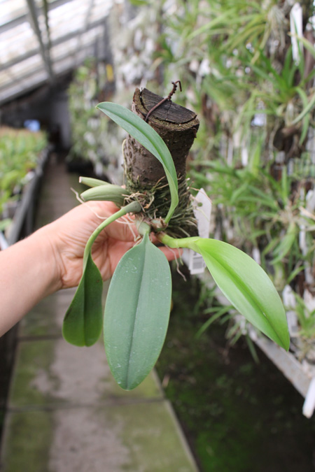 Bulbophyllum amplebracteatum.jpg
