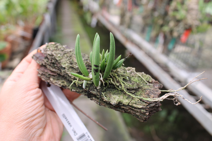 Dendrobium wassellii.jpg