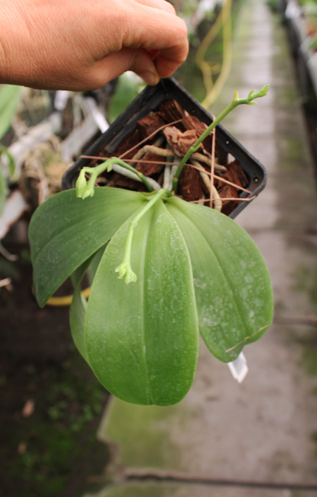 Phalaenopsis Chienlung Mosaics (Yaphon Sir x hieroglyphica).jpg