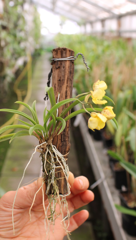 Oncidium (Tolumnia) Midas.jpg