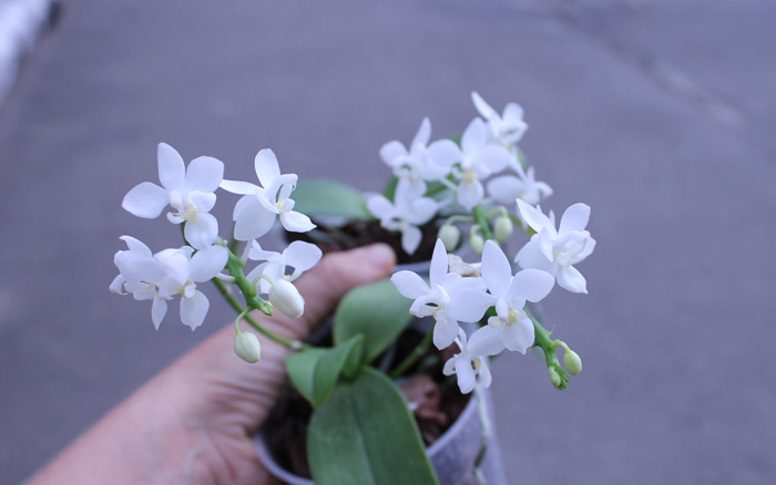 Phalaenopsis equestris alba.jpg
