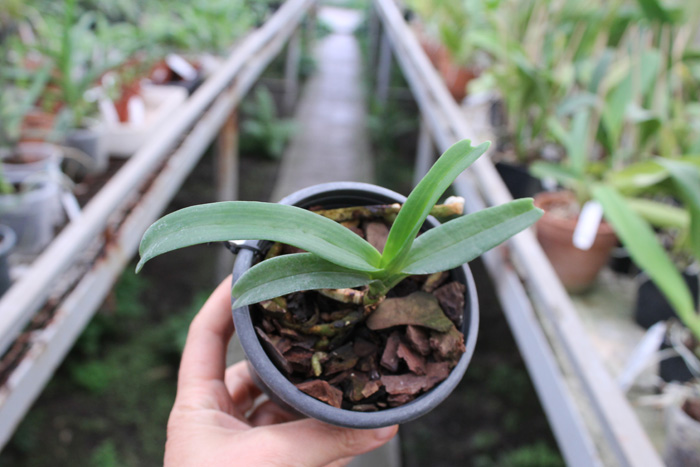 Rhynchostylis gigantea Orange.jpg