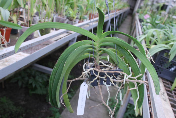 Rhynchostylis coelestis blue.jpg