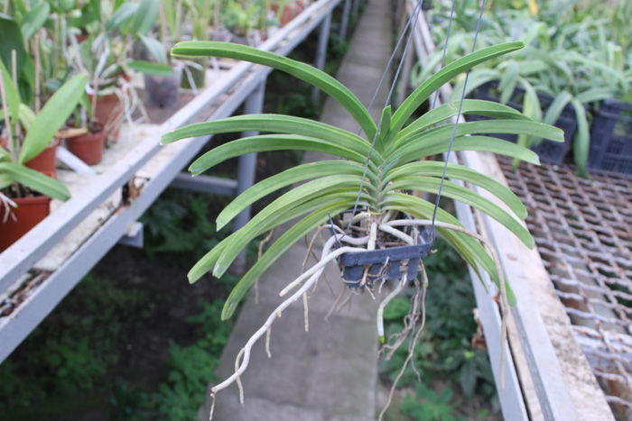 Rhynchostylis coelestis alba.jpg