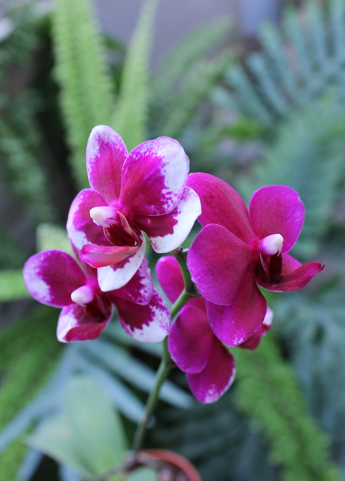 Doritaenopsis Taisuco Micky.jpg