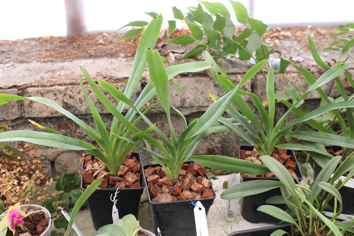 Angraecum bosseri.jpg