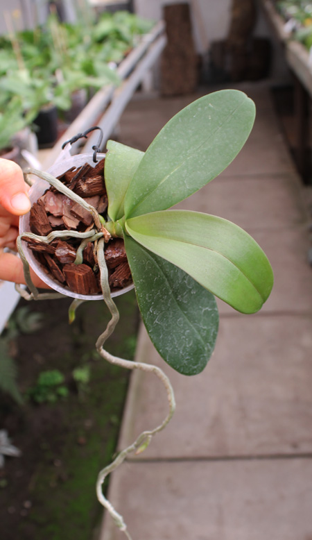 Phalaenopsis lindenii x javanica.jpg