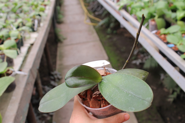 Phalaenopsis KS Golden Buddha.jpg