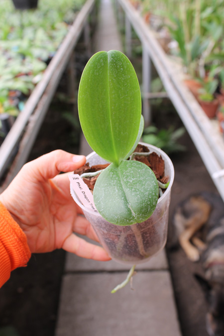 Phalaenopsis Dragon Tree Eagle x Emeraude.jpg