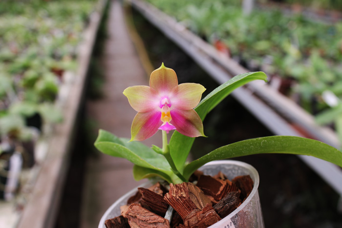 Phalaenopsis Yaphon Red Jewel x Ld's Bear Queen.jpg
