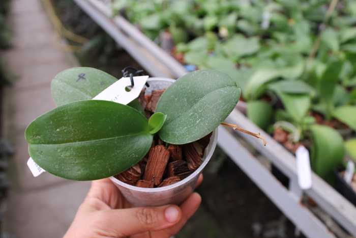 Phalaenopsis Meidarland Sunlight (Golden Sun x Ld's Bear King 'RK-1').jpg